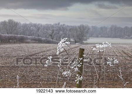 frost-covered rural field; cumbria, england View Large Photo Image Stock Image - frost-covered rural field; cumbria, england. Fotosearch