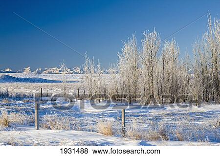 frost-covered trees in snowy field; cochrane, alberta, canada View Large Photo Image Stock Photo - frost-covered trees in snowy field; cochrane, alberta, canada. Fotosearch
