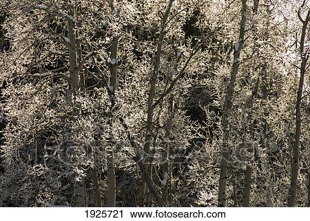 Stock Image - frost covered trees in the canadian rockies; bragg creek, alberta, canada. Fotosearch