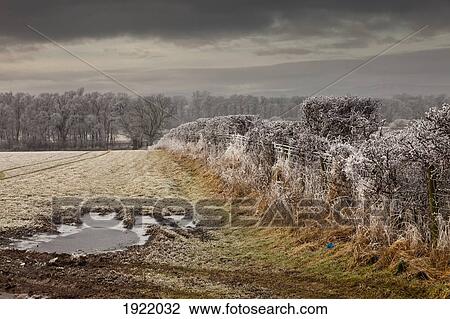 Stock Image - frost on plants; cumbria, england. Fotosearch