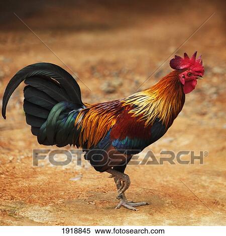 full length profile of rooster; huay pu keng, thailand View Large Photo Image Stock Photography - full length profile of rooster; huay pu keng, thailand. Fotosearch