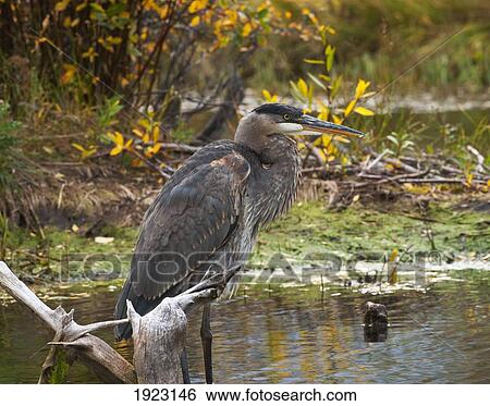 great blue heron in banff national park near vermillion lakes; banff, alberta, canada View Large Photo Image Stock Photograph - great blue heron in banff national park near vermillion lakes; banff, alberta, canada. Fotosearch