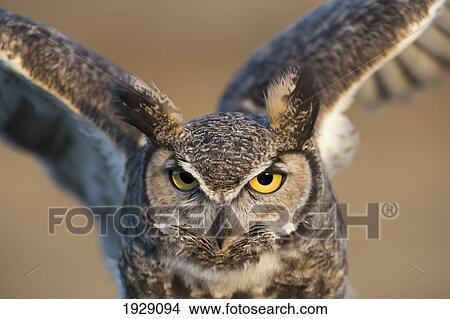 great-horned owl (bubo virginianus) flapping wings; wyoming, united states of america View Large Photo Image Picture - great-horned owl (bubo virginianus) flapping wings; wyoming, united states of america. Fotosearch
