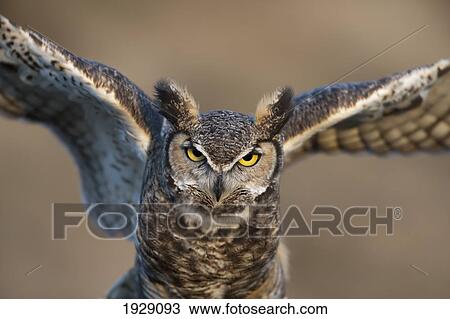 great-horned owl (bubo virginianus) flapping wings; wyoming, united states of america View Large Photo Image Stock Image - great-horned owl (bubo virginianus) flapping wings; wyoming, united states of america. Fotosearch