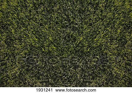 green grass; st. albert, alberta, canada View Large Photo Image Stock Image - green grass; st. albert, alberta, canada. Fotosearch