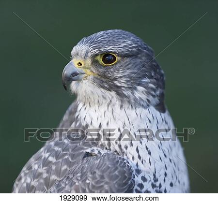 Stock Photo - gyrfalcon (falco rusticolus); alaska, united states of america. Fotosearch