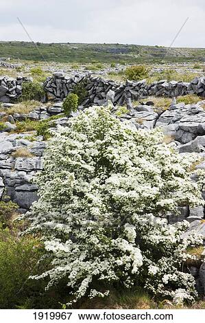 Hawthorn Bush In The Burren Near Ballyvaghan; County Clare, Ireland View Large Photo Image Stock Photo - Hawthorn Bush In The Burren Near Ballyvaghan; County Clare, Ireland. Fotosearch