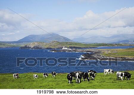 Herd Of Cows Grazing The Coast; Knightstown, County Kerry, Ireland View Large Photo Image Stock Photo - Herd Of Cows Grazing The Coast; Knightstown, County Kerry, Ireland. Fotosearch