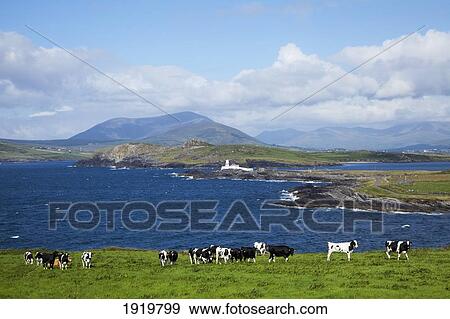 Herd Of Cows Grazing The Coast; Knightstown, County Kerry, Ireland View Large Photo Image Stock Photo - Herd Of Cows Grazing The Coast; Knightstown, County Kerry, Ireland. Fotosearch
