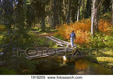 Stock Photography - hiker on trail at umbrella falls in autumn; mount hood national forest, oregon, usa. Fotosearch