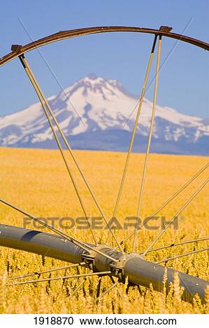 irrigation pipe in wheat field with mount hood in background; oregon, usa View Large Photo Image Stock Image - irrigation pipe in wheat field with mount hood in background; oregon, usa. Fotosearch