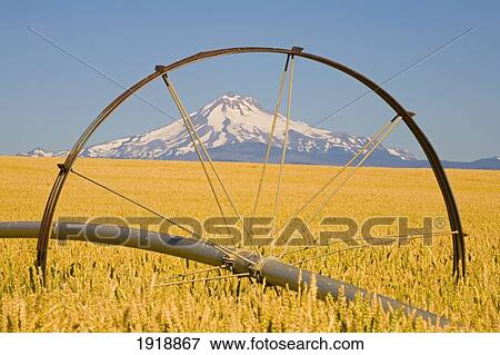 Stock Photo - irrigation pipe in wheat field with mount hood in background; oregon, usa. Fotosearch