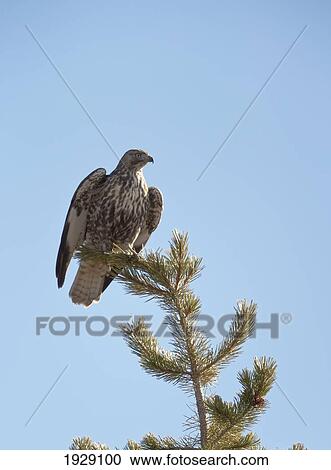 Stock Image - juvenile red-tailed hawk (buteo jamaicensis) perched on top of a lodgepole pine; wyoming, united states of america. Fotosearch