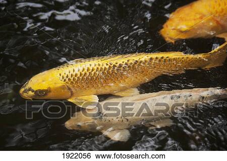 Stock Photograph - koi fish in water in glover garden; nagasaki, japan. Fotosearch