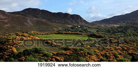 Landscape With Orange Wildflowers Near Glenbeigh; County Kerry, Ireland View Large Photo Image Picture - Landscape With Orange Wildflowers Near Glenbeigh; County Kerry, Ireland. Fotosearch