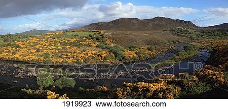 Stock Image - Landscape With Orange Wildflowers Near Glenbeigh; County Kerry, Ireland. Fotosearch