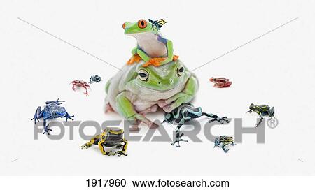 Stock Image - large group of varied and colorful poison dart frogs. Fotosearch