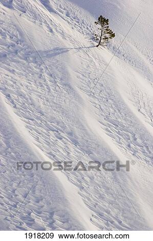 lone tree on mount hood in winter; mount hood national forest, oregon, usa View Large Photo Image Stock Photo - lone tree on mount hood in winter; mount hood national forest, oregon, usa. Fotosearch