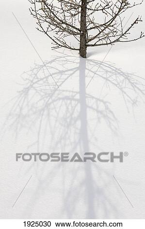 Stock Image - long vertical shadow of a larch tree in the snow; calgary, alberta, canada. Fotosearch