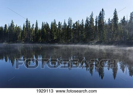 Stock Image - morning fog clears from a bay of yellowstone lake, with conifer forest; wyoming, united states of america. Fotosearch