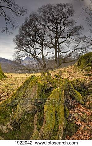 mossy tree stump; cumbria, england View Large Photo Image Stock Image - mossy tree stump; cumbria, england. Fotosearch