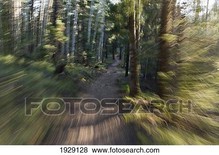 Stock Photo - motion blur effect with forest trail gives a feeling of speed and surreal nature; new mexico, united states of america. Fotosearch