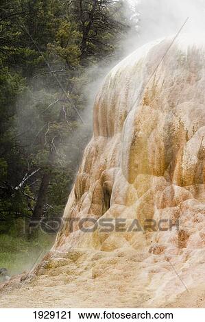 Stock Image - orange spring mound at mammoth hot spring is an active hot spring creating beatuifully colored and textured mineral forms near a conifer forest; wyoming, united states of america. Fotosearch
