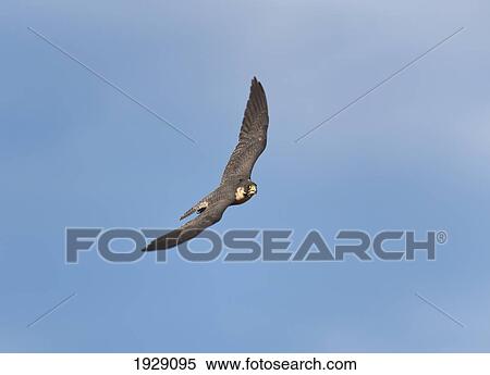 peregrine falcon (falco peregrinus) in rapid flight; montana, united states of america View Large Photo Image Stock Photography - peregrine falcon (falco peregrinus) in rapid flight; montana, united states of america. Fotosearch