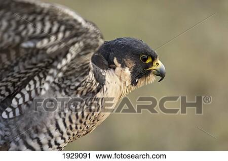 Stock Image - peregrine falcon (falco peregrinus) exercising its wings; montana, united states of america. Fotosearch