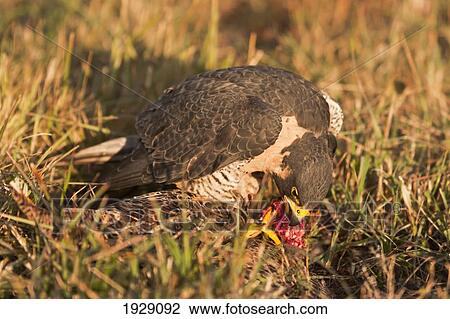 peregrine falcon (falco peregrinus) begins feeding on prey it has captured; montana, united states of america View Large Photo Image Stock Image - peregrine falcon (falco peregrinus) begins feeding on prey it has captured; montana, united states of america. Fotosearch