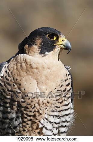 peregrine falcon (falco peregrinus); montana, united states of america View Large Photo Image Stock Photo - peregrine falcon (falco peregrinus); montana, united states of america. Fotosearch