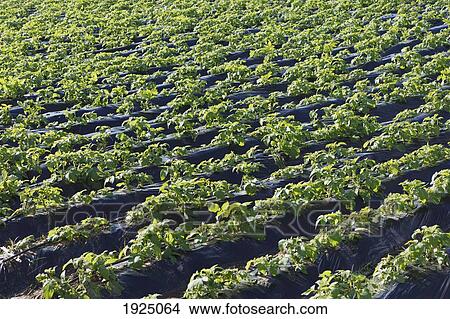 plasticulture tunnels with growing crops near torrox; malaga province, spain View Large Photo Image Picture - plasticulture tunnels with growing crops near torrox; malaga province, spain. Fotosearch