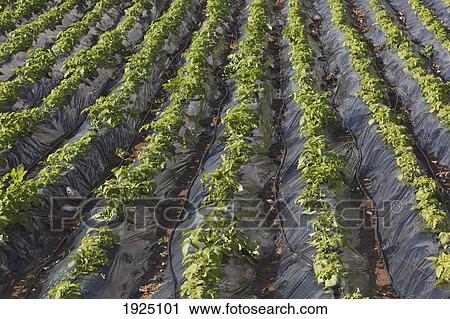 plasticulture tunnels with growing crops; torrox, malaga, spain View Large Photo Image Stock Image - plasticulture tunnels with growing crops; torrox, malaga, spain. Fotosearch