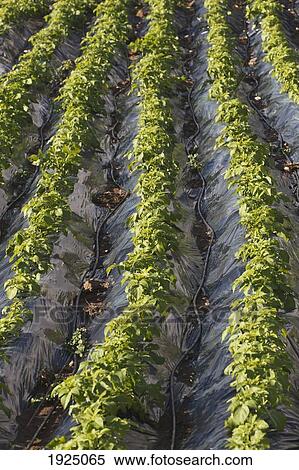 plasticulture tunnels with growing crops near torrox; malaga province, spain View Large Photo Image Stock Photography - plasticulture tunnels with growing crops near torrox; malaga province, spain. Fotosearch