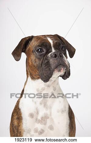 Portrat Von Boxer Hund Weiss Hintergrund Stock Foto 1923119