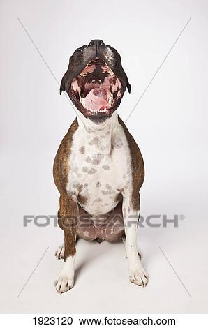 portrait of boxer dog yawning View Large Photo Image Stock Image - portrait of boxer dog yawning. Fotosearch