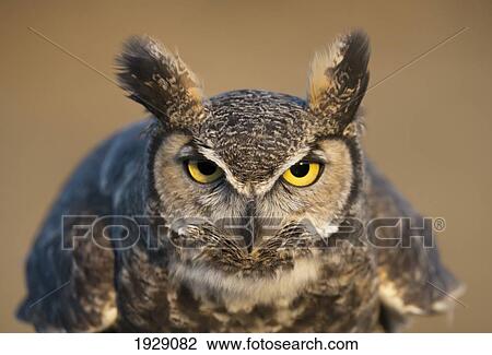 portrait of great horned owl; wyoming, usa View Large Photo Image Stock Image - portrait of great horned owl; wyoming, usa. Fotosearch