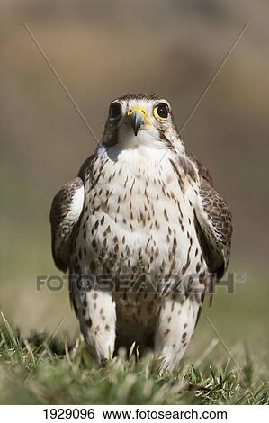 Stock Photograph - prairie falcon perches on the ground briefly after a hunt; montana, united states of america. Fotosearch