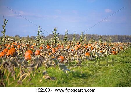 pumpkin field; everson, washington, usa View Large Photo Image Stock Photo - pumpkin field; everson, washington, usa. Fotosearch