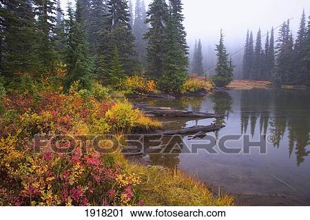 reflection on lake in autumn; mount rainier national park, washington, usa View Large Photo Image Stock Image - reflection on lake in autumn; mount rainier national park, washington, usa. Fotosearch