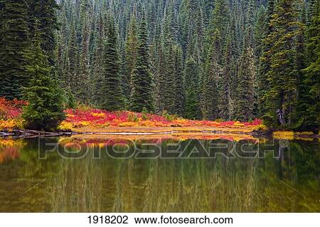 Stock Image - reflection on lake in autumn; mount rainier national park, washington, usa. Fotosearch