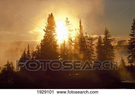rising sun shines through steam from hot springs, with conifer trees in yellowstone national park; wyoming, united states of america View Large Photo Image Stock Image - rising sun shines through steam from hot springs, with conifer trees in yellowstone national park; wyoming, united states of america. Fotosearch