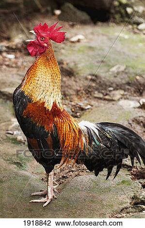 rooster crowing; huay pu keng, thailand View Large Photo Image Stock Image - rooster crowing; huay pu keng, thailand. Fotosearch