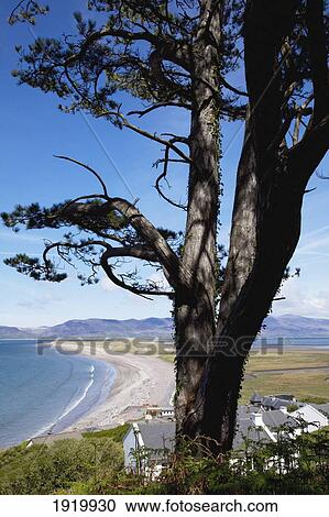 Rosbeigh Beach Near Glenbeigh; County Kerry, Ireland View Large Photo Image Stock Image - Rosbeigh Beach Near Glenbeigh; County Kerry, Ireland. Fotosearch