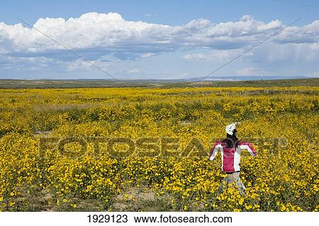 scarecrow in field blooming with yellow flowers on the plains of northwestern new mexico; new mexico, united states of america View Large Photo Image Stock Image - scarecrow in field blooming with yellow flowers on the plains of northwestern new mexico; new mexico, united states of america. Fotosearch