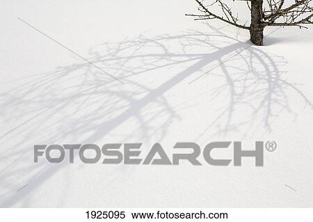 shadow of a larch tree in snow; calgary, alberta, canada View Large Photo Image Stock Photography - shadow of a larch tree in snow; calgary, alberta, canada. Fotosearch