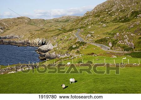 Sheep Grazing Along Coastline; Allihies, County Cork, Ireland View Large Photo Image Stock Image - Sheep Grazing Along Coastline; Allihies, County Cork, Ireland. Fotosearch