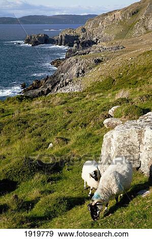 Sheep Grazing Along Coastline; Allihies, County Cork, Ireland View Large Photo Image Stock Photo - Sheep Grazing Along Coastline; Allihies, County Cork, Ireland. Fotosearch