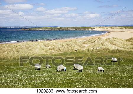 Sheep Grazing In A Field Along The Coast; Achill Island, County Mayo, Ireland View Large Photo Image Stock Image - Sheep Grazing In A Field Along The Coast; Achill Island, County Mayo, Ireland. Fotosearch