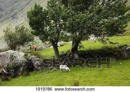 Sheep Grazing In Valley; Black Valley, County Kerry, Ireland View Large Photo Image Stock Photograph - Sheep Grazing In Valley; Black Valley, County Kerry, Ireland. Fotosearch